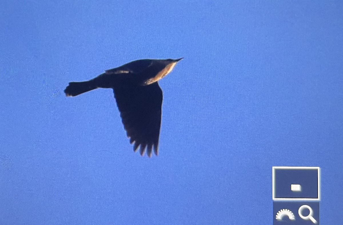 Rusty Blackbird - ML644996753