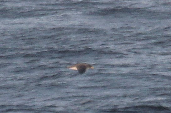 Cory's Shearwater - ML644996769