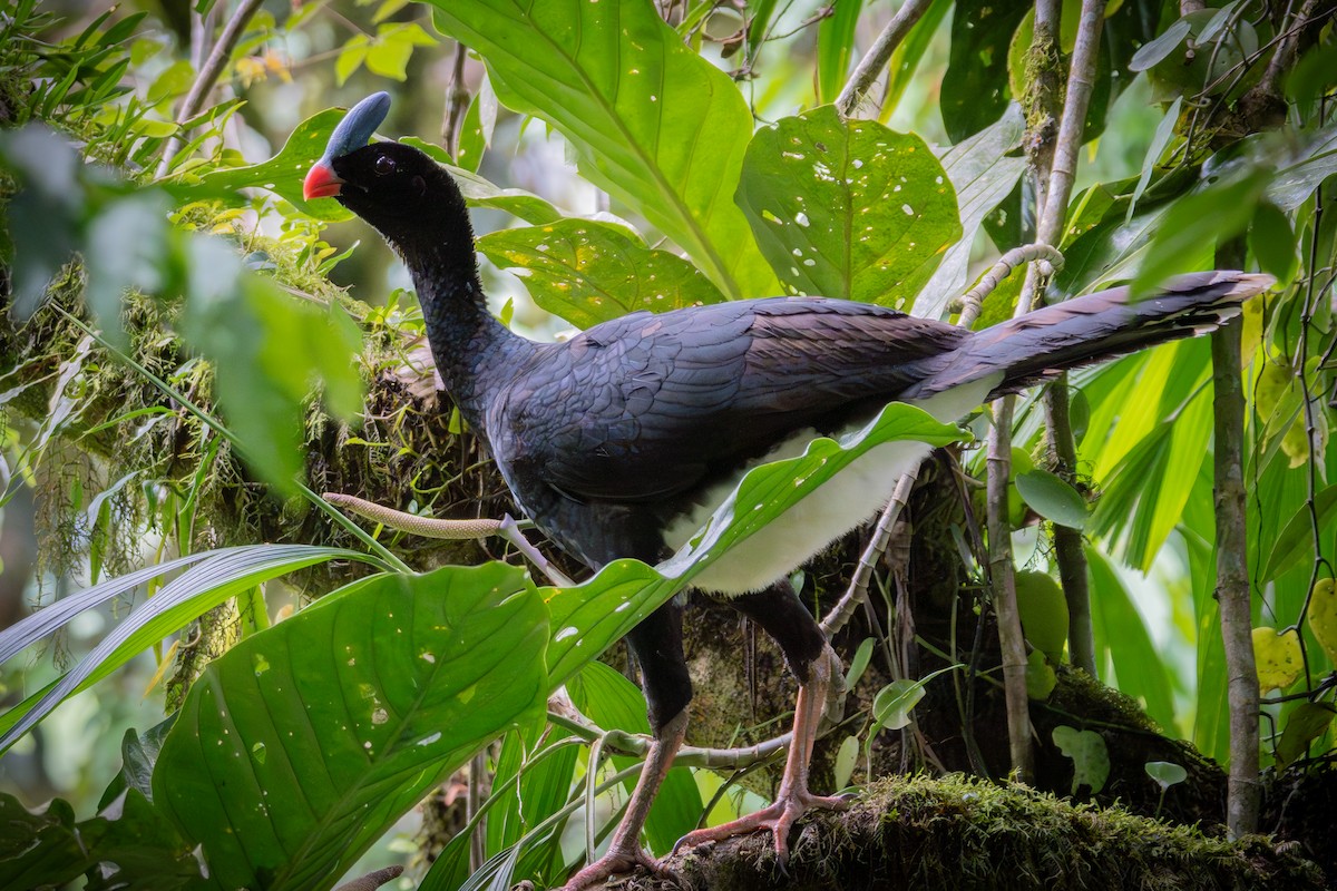 hoko bolívijský - ML644996770