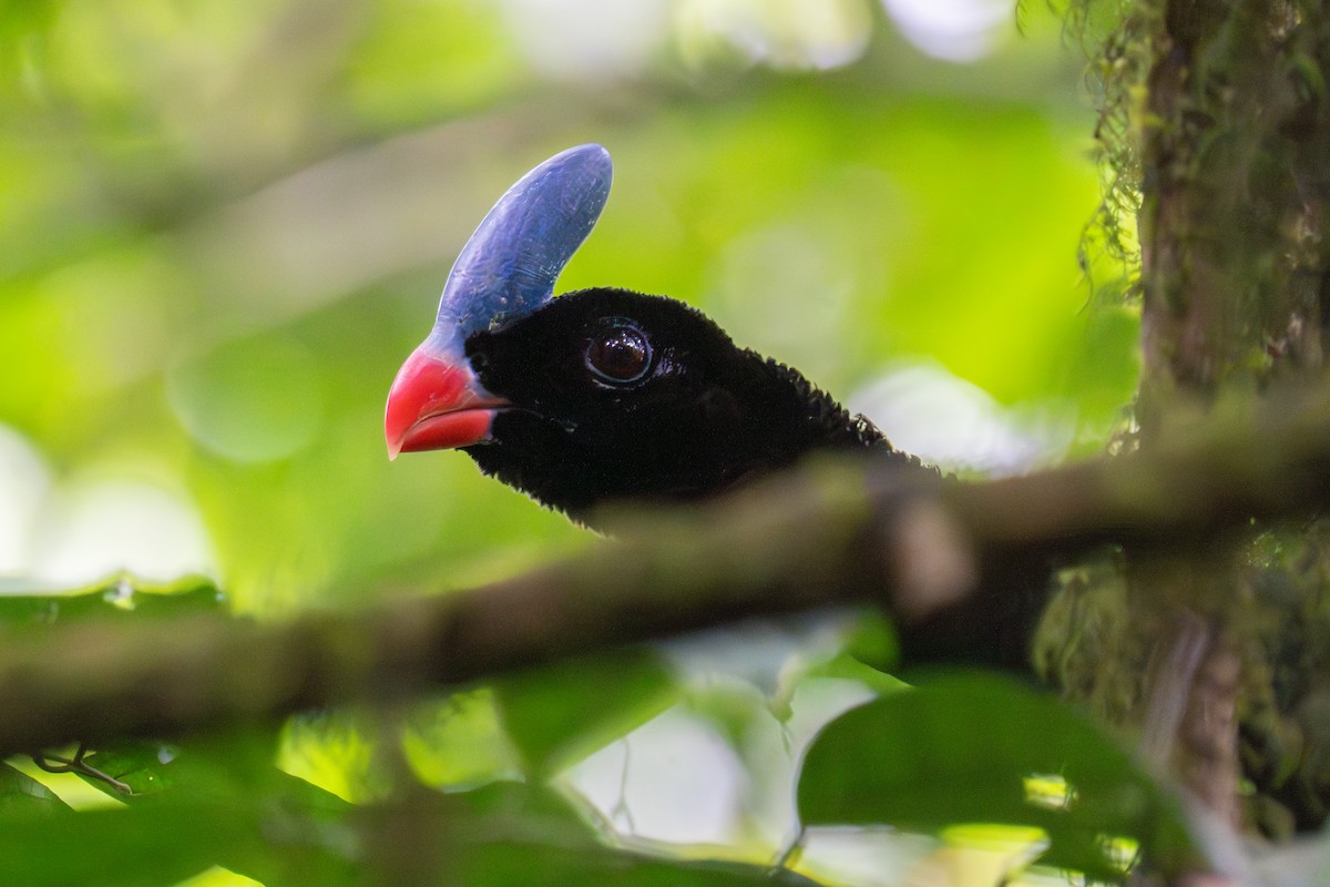 hoko bolívijský - ML644996771