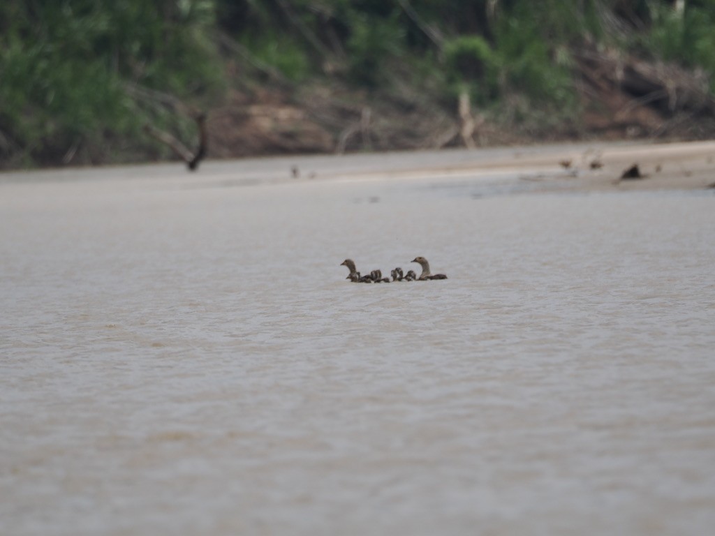 オリノコガン - ML644996779