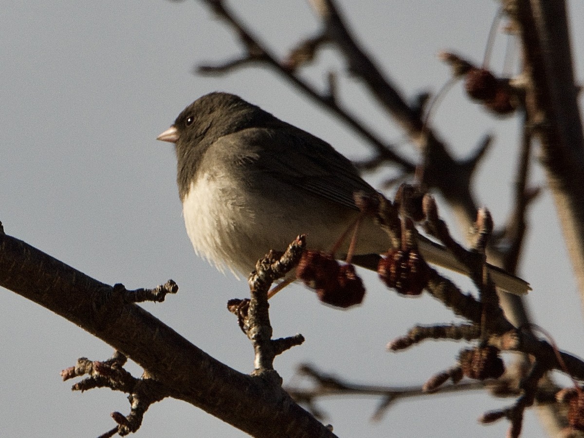 Dark-eyed Junco - ML644996805