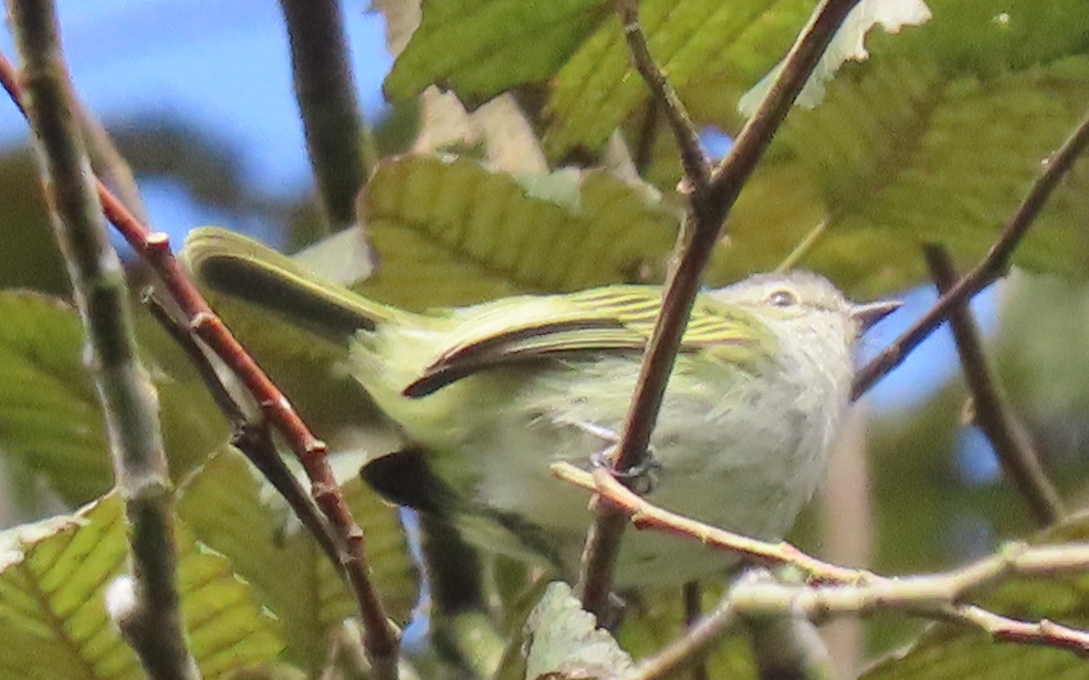 Mistletoe Tyrannulet - ML644996807