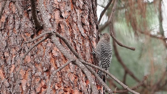 Дятел-смоктун сосновий - ML644996811