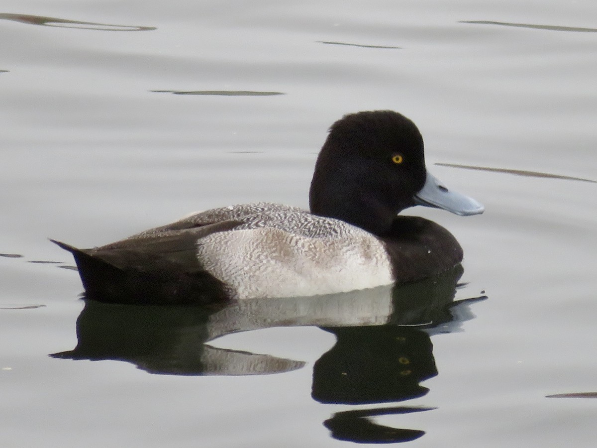 Lesser Scaup - ML644996813