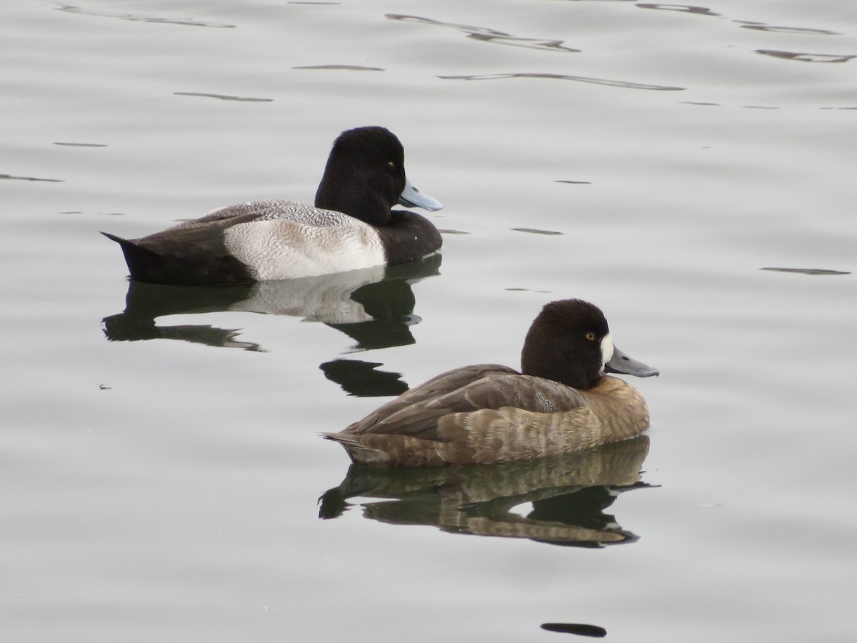 Lesser Scaup - ML644996814