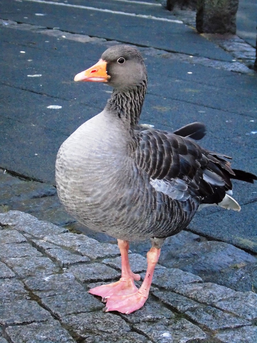 Oca selvatica - ML644996822