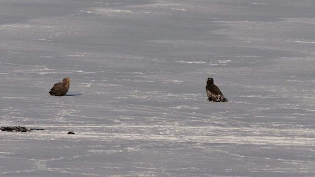 Орлан білоплечий - ML644996872