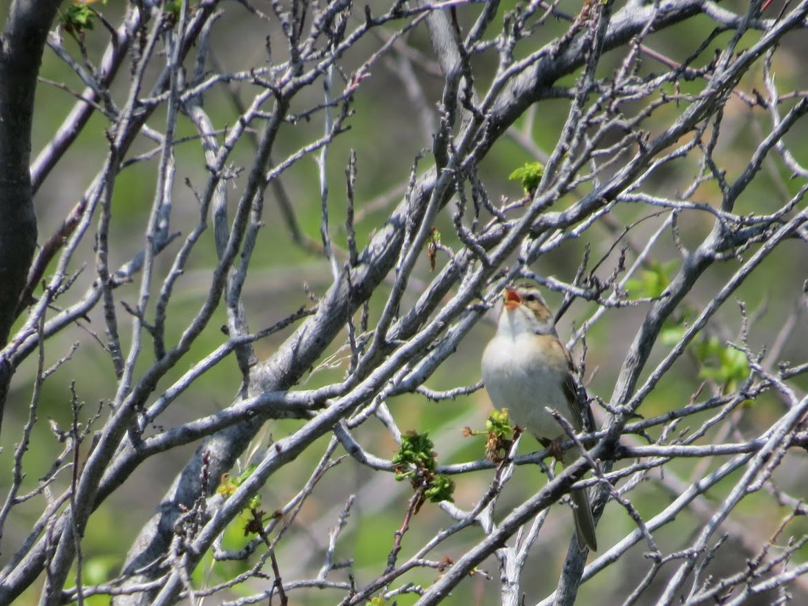 Clay-colored Sparrow - ML644996890