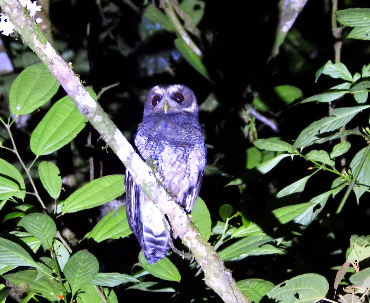 Mottled Owl - ML644996891