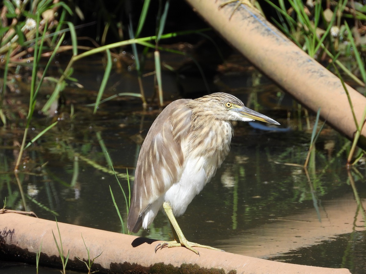 Hint Alaca Balıkçılı - ML644996894