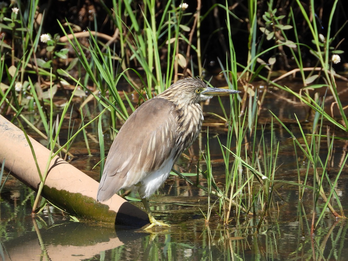 Hint Alaca Balıkçılı - ML644996895