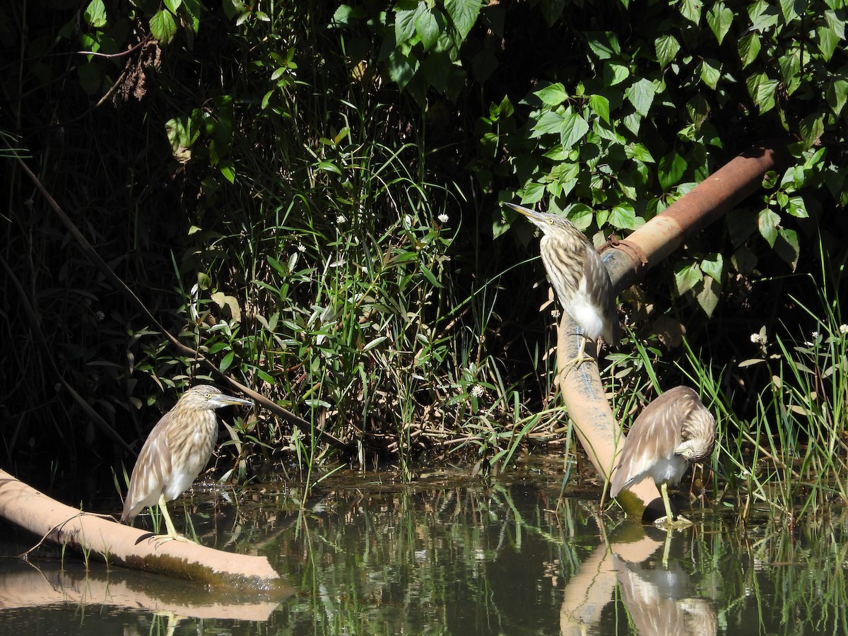 Hint Alaca Balıkçılı - ML644996896