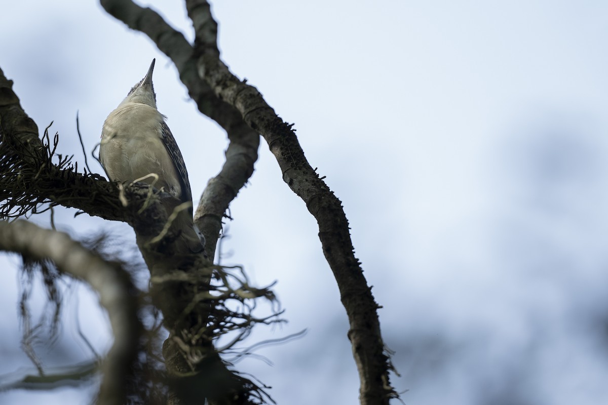 Rufous-backed Wren - ML644996905