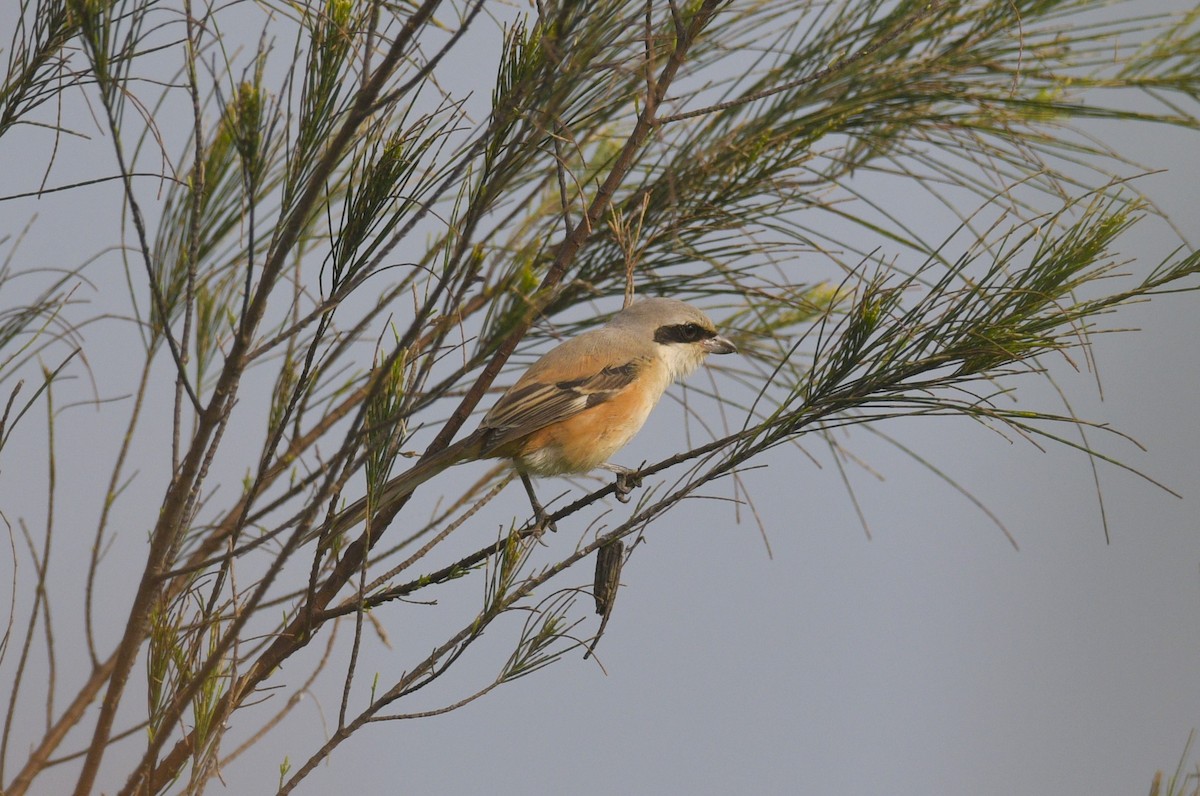 חנקן חלוד-גב - ML644996917