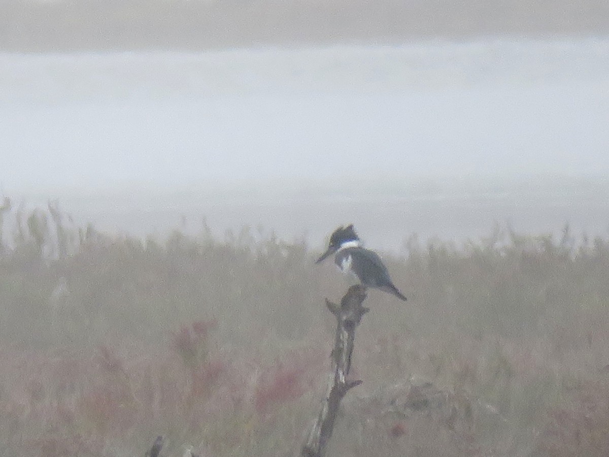 Martin handi iparramerikarra - ML644996919