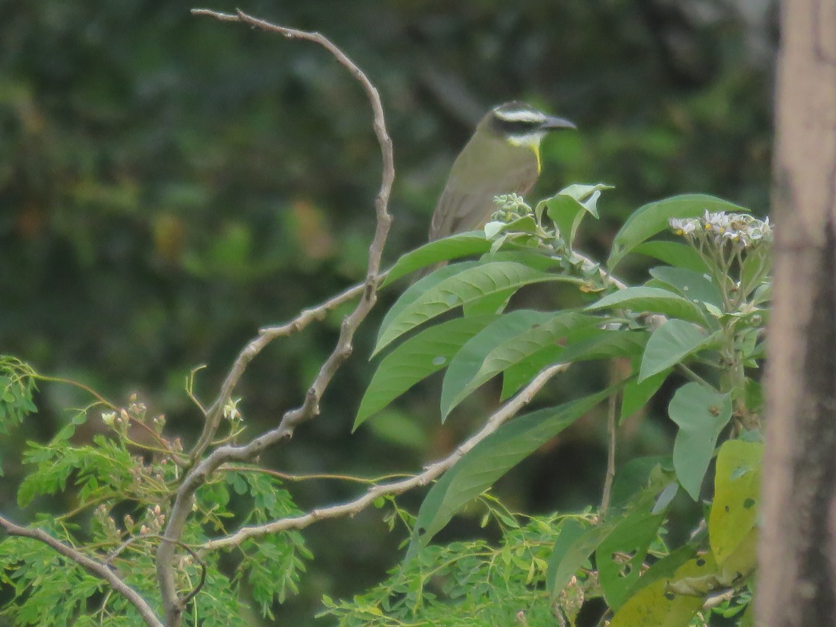 Boat-billed Flycatcher - ML644996934