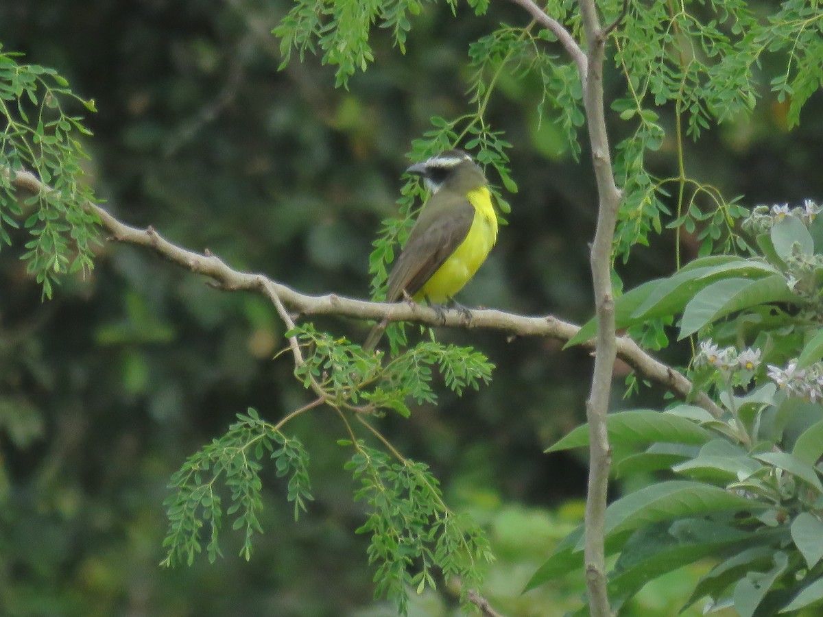 Boat-billed Flycatcher - ML644996935