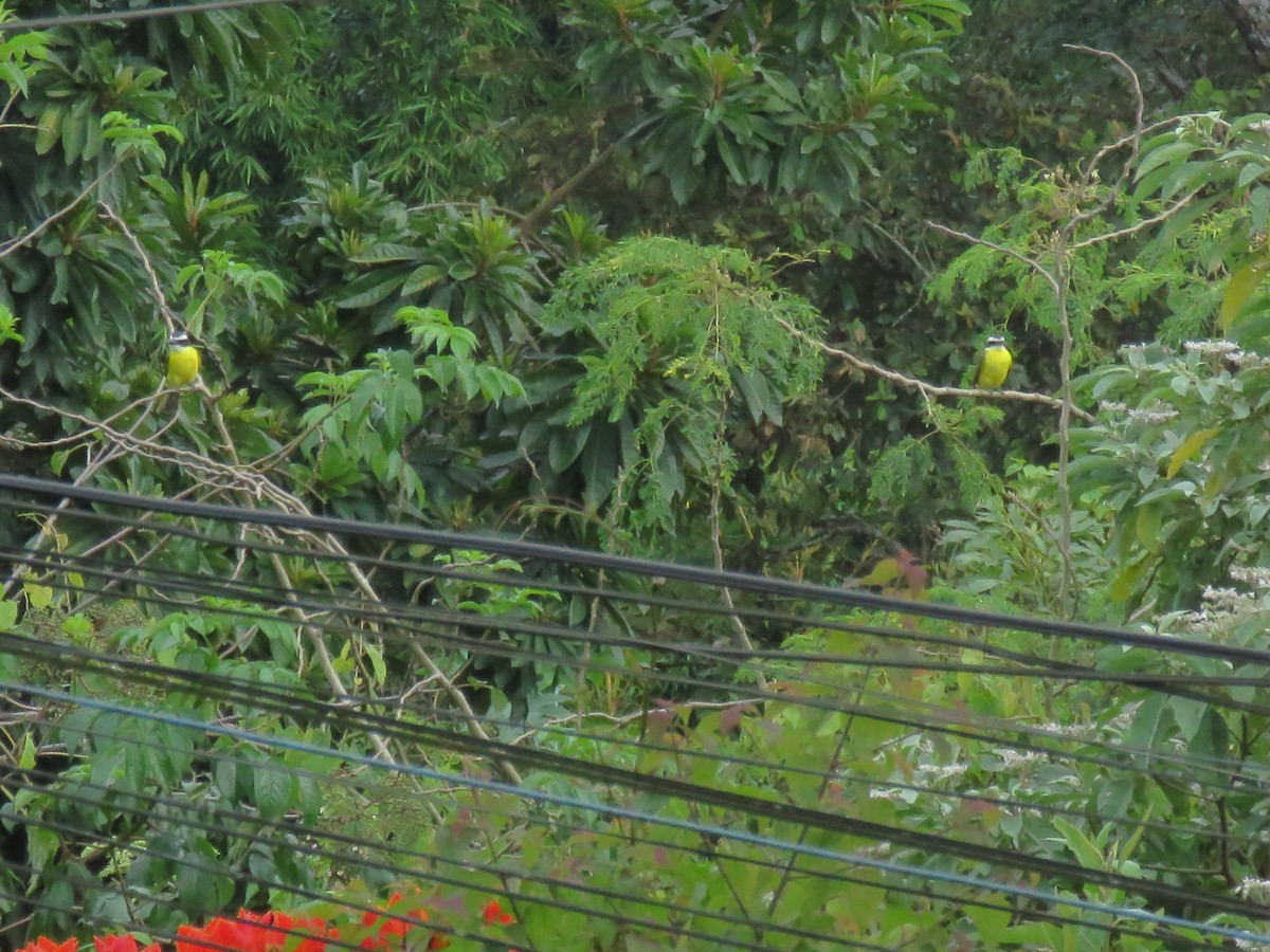 Boat-billed Flycatcher - ML644996936