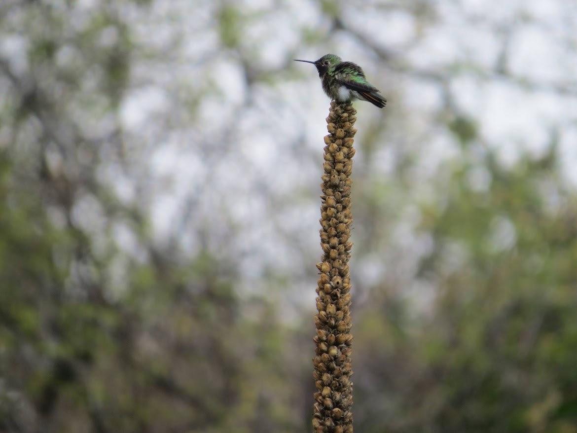 Broad-tailed Hummingbird - ML644996982