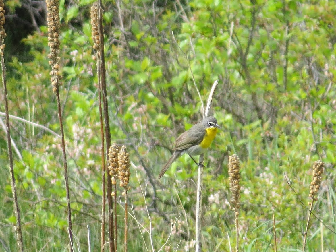 Yellow-breasted Chat - ML644997002
