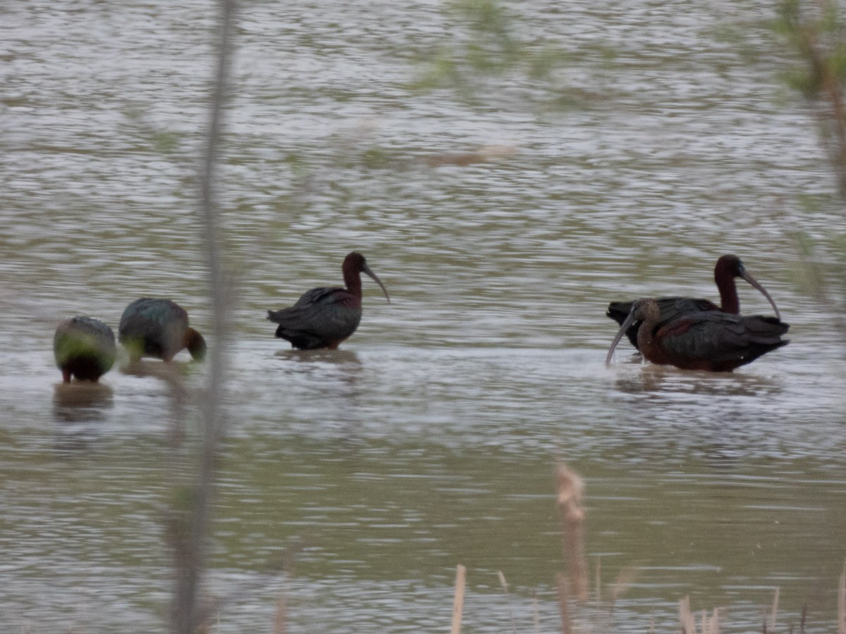 Glossy Ibis - ML644997009