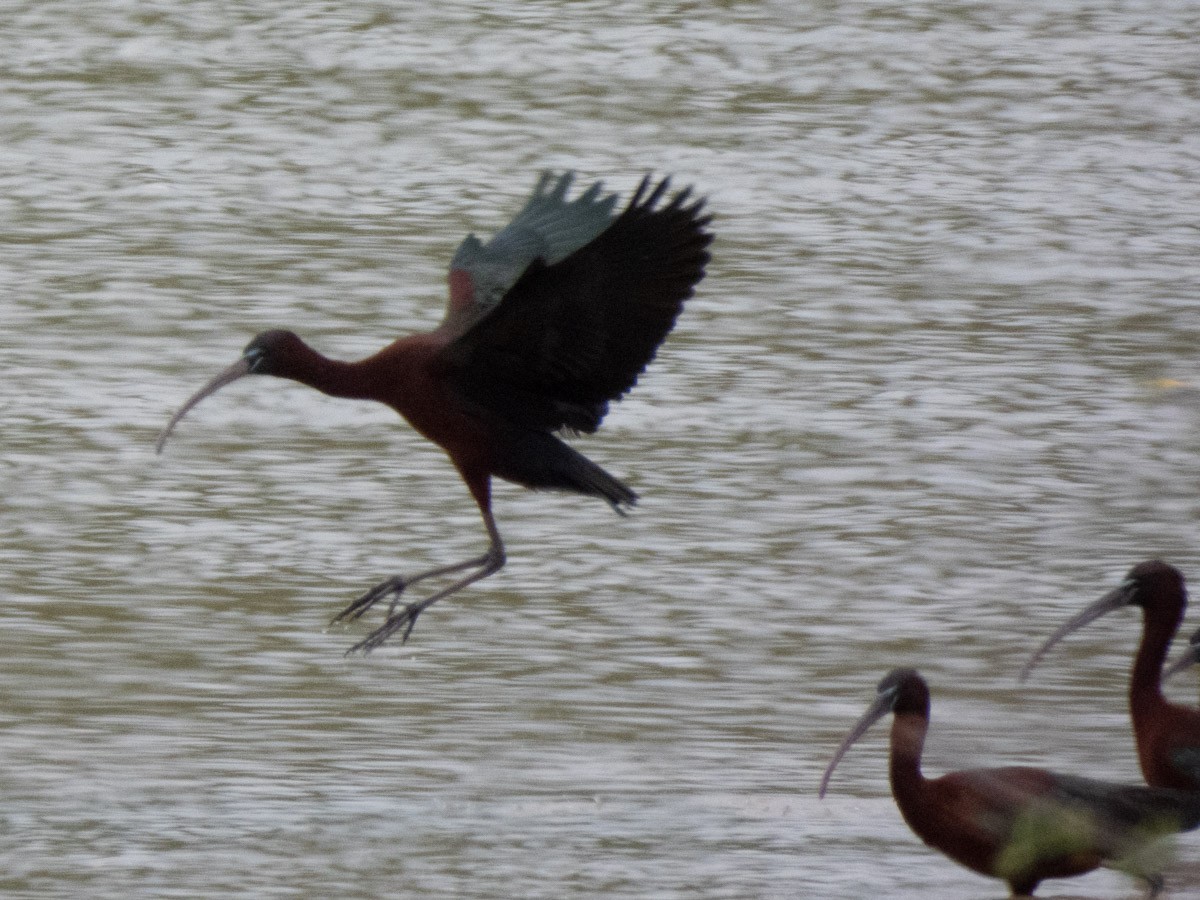 Glossy Ibis - ML644997010
