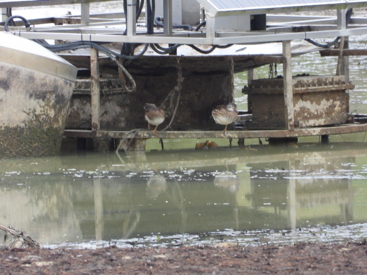 Mandarinente - ML644997011