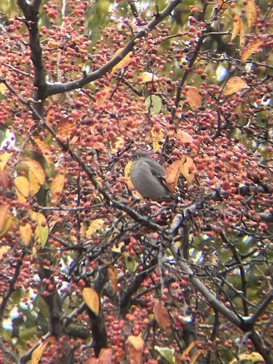 Townsend's Solitaire - ML644997027