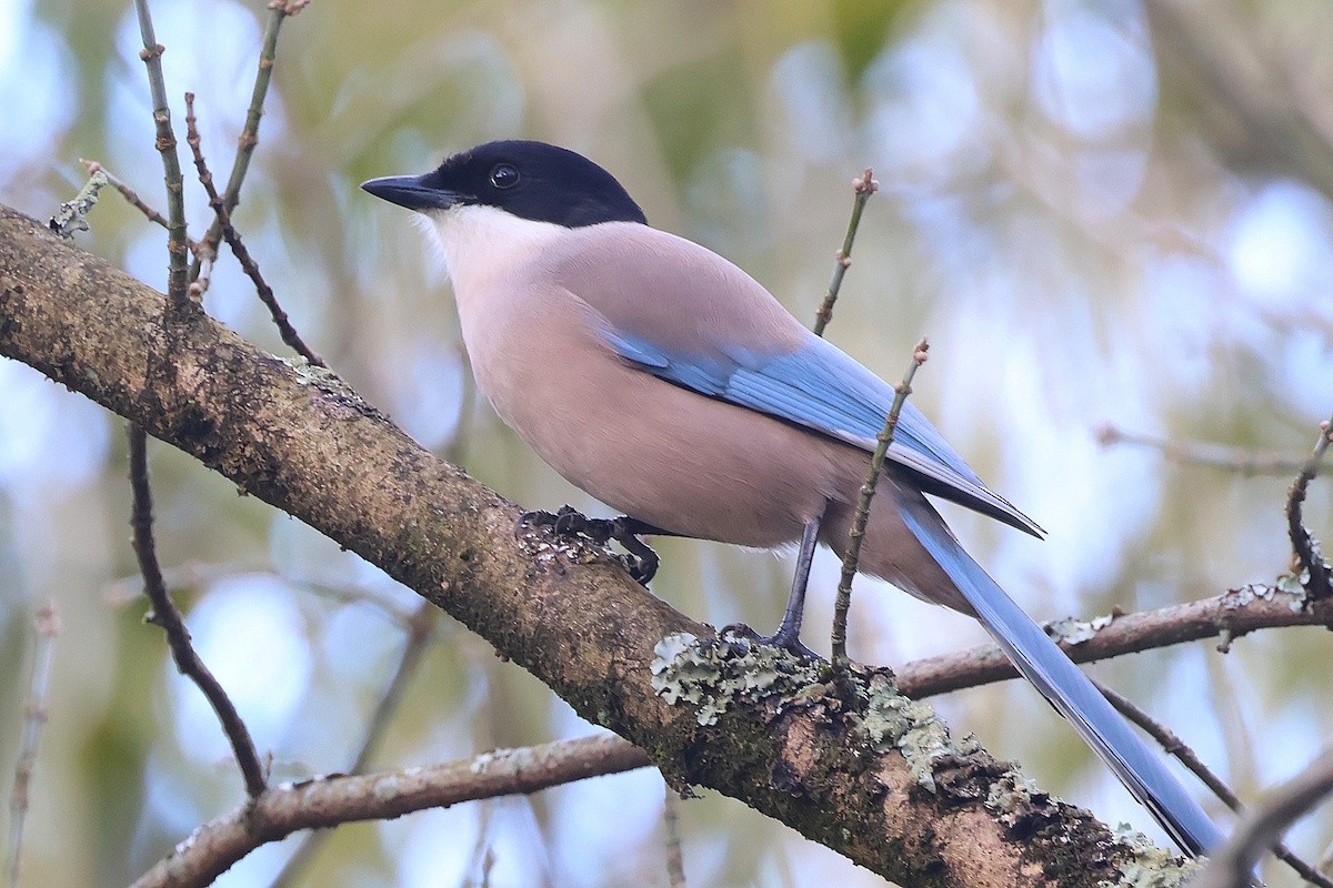 イベリアオナガ - ML644997034