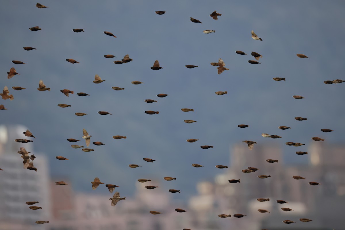 Chestnut Munia - ML644997038