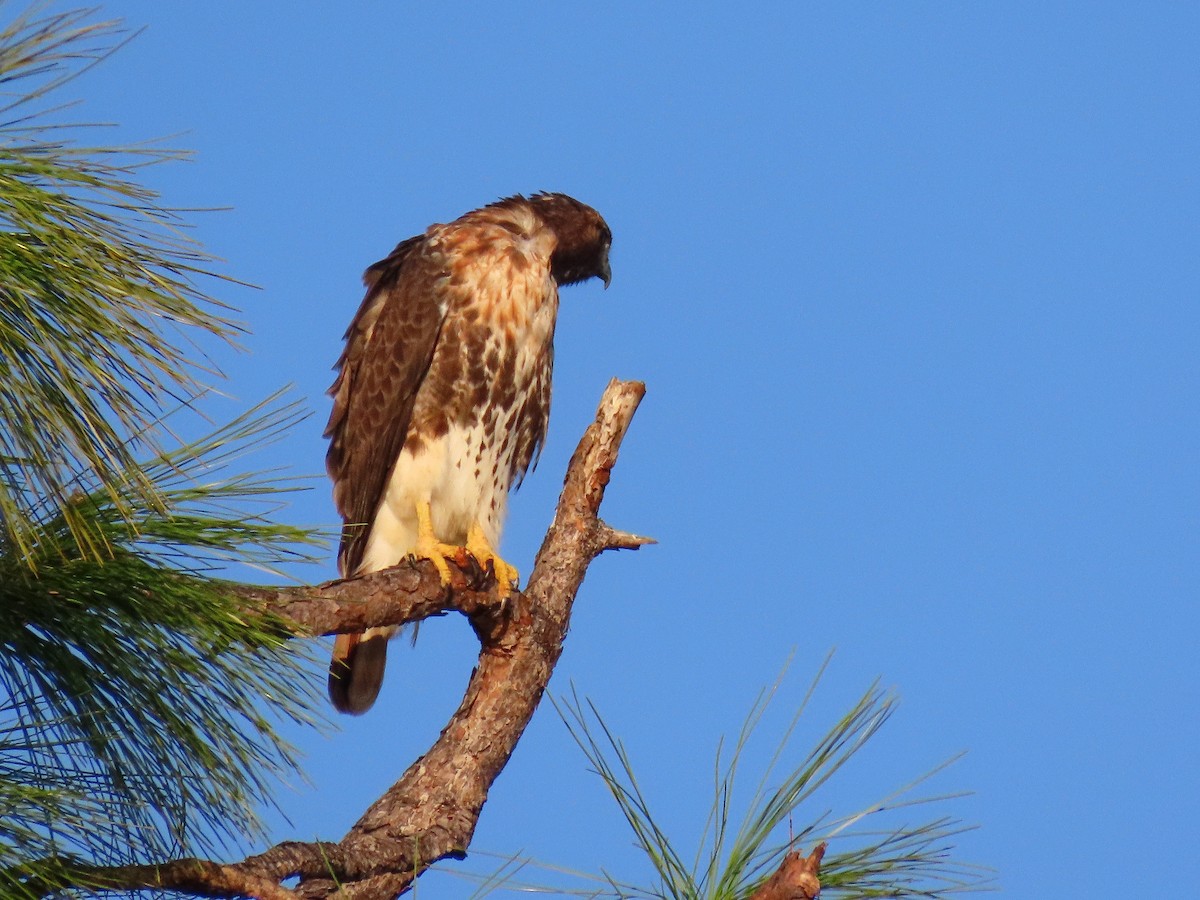 Red-tailed Hawk (umbrinus) - ML644997047
