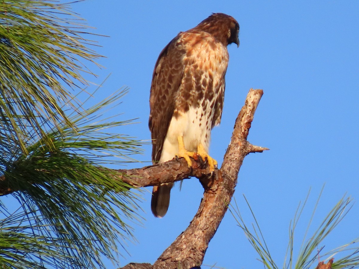 Red-tailed Hawk (umbrinus) - ML644997048