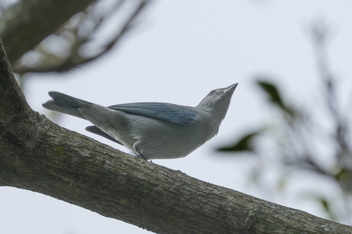 Blue-gray Tanager - ML644997056