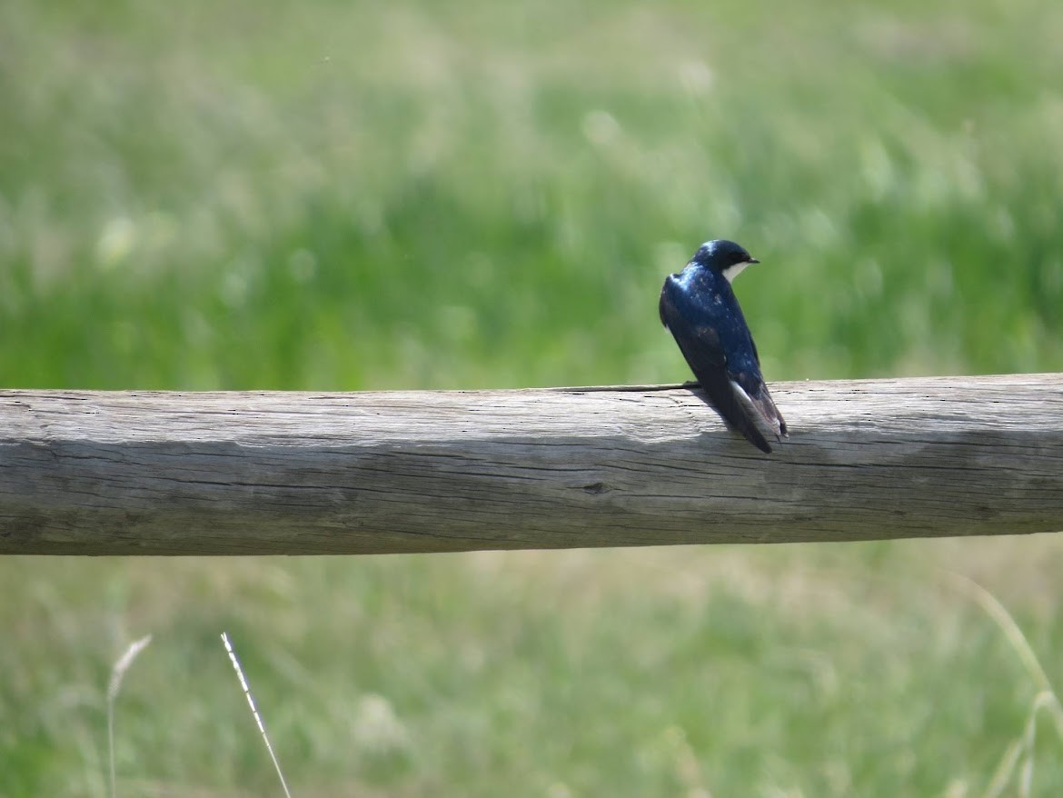 Tree Swallow - ML644997058