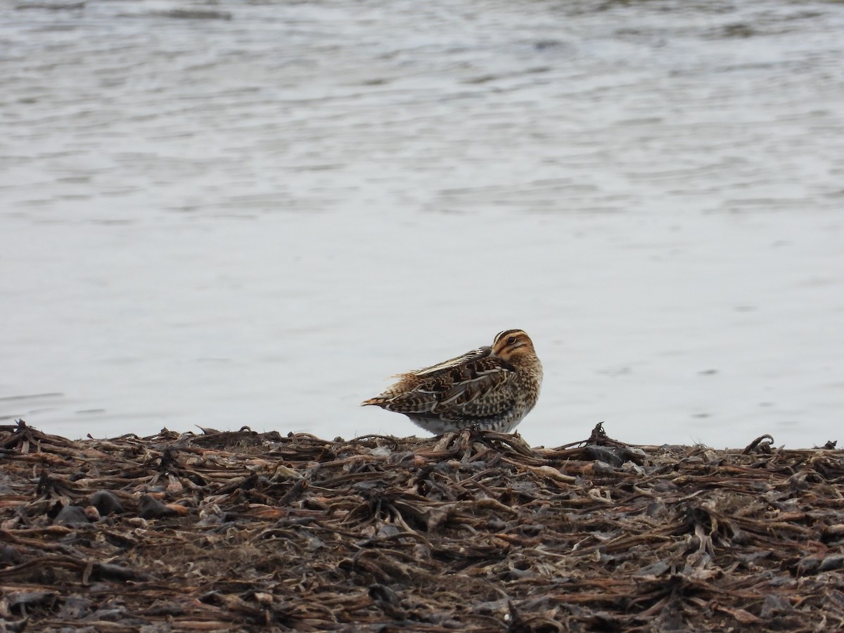 חרטומית ביצות - ML644997072