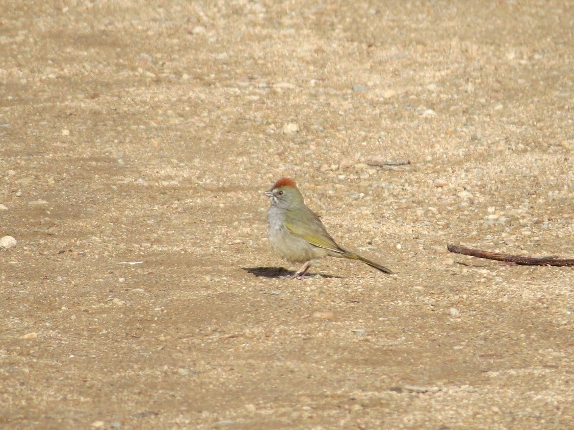 Green-tailed Towhee - ML644997082