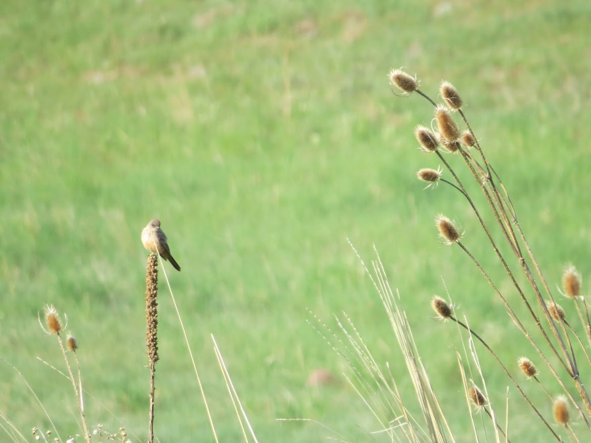Say's Phoebe - ML644997085