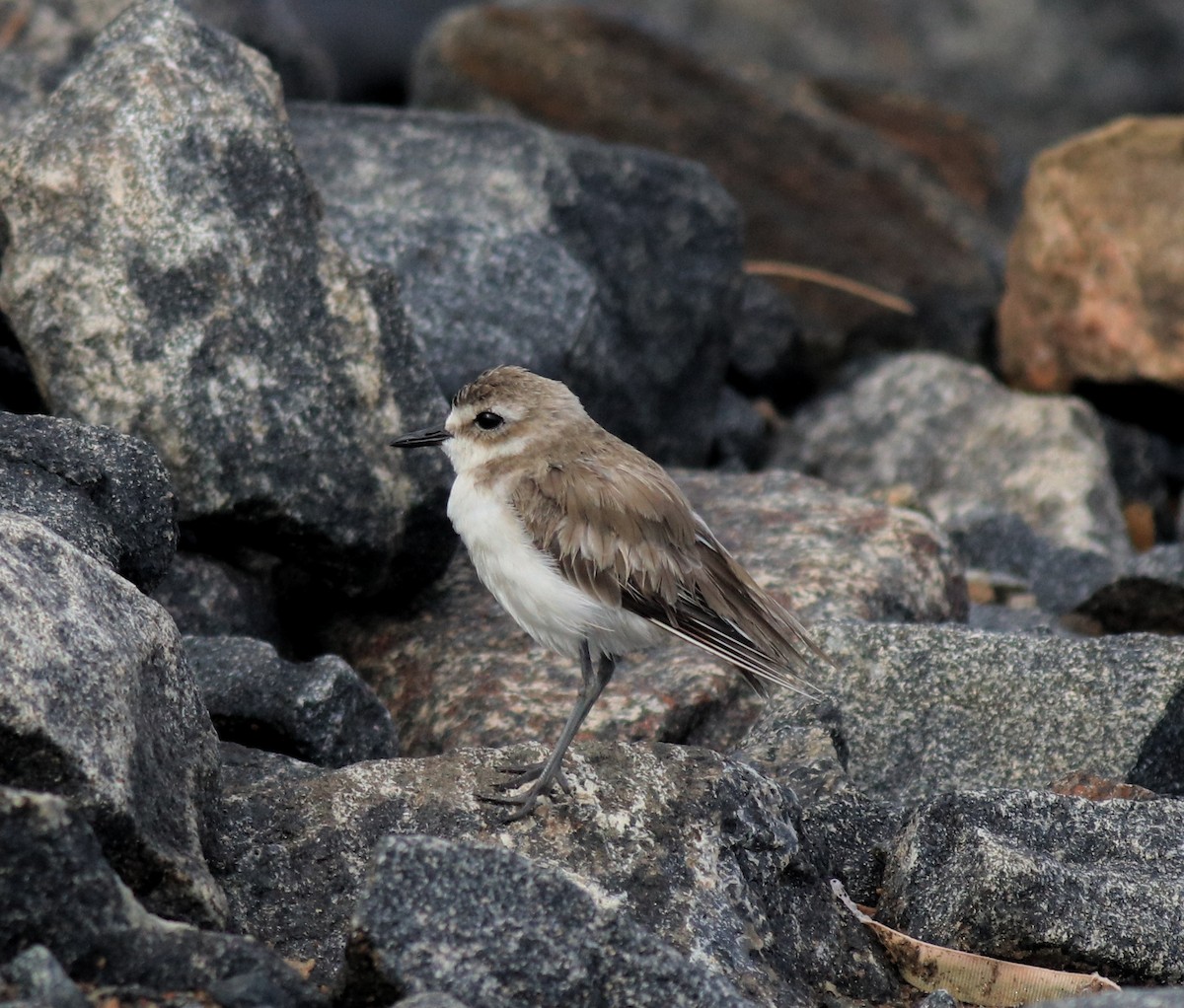 Tibetan Sand-Plover - ML644997096