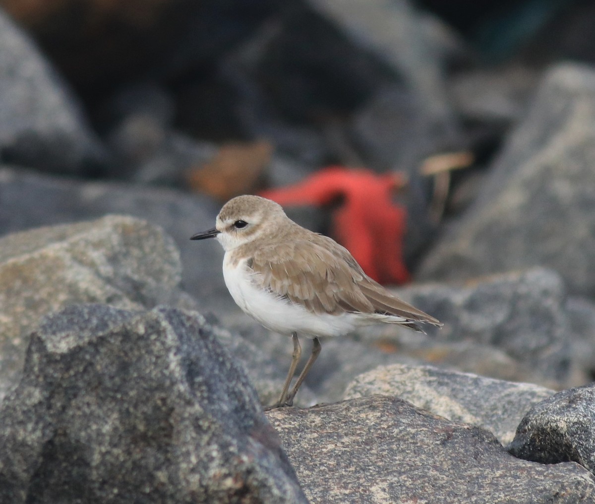 Tibetan Sand-Plover - ML644997098