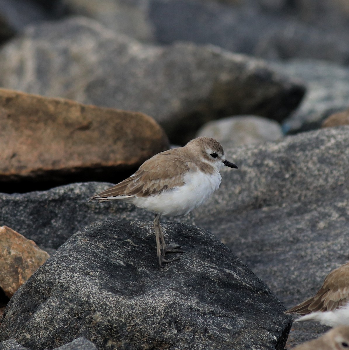 Tibetan Sand-Plover - ML644997100