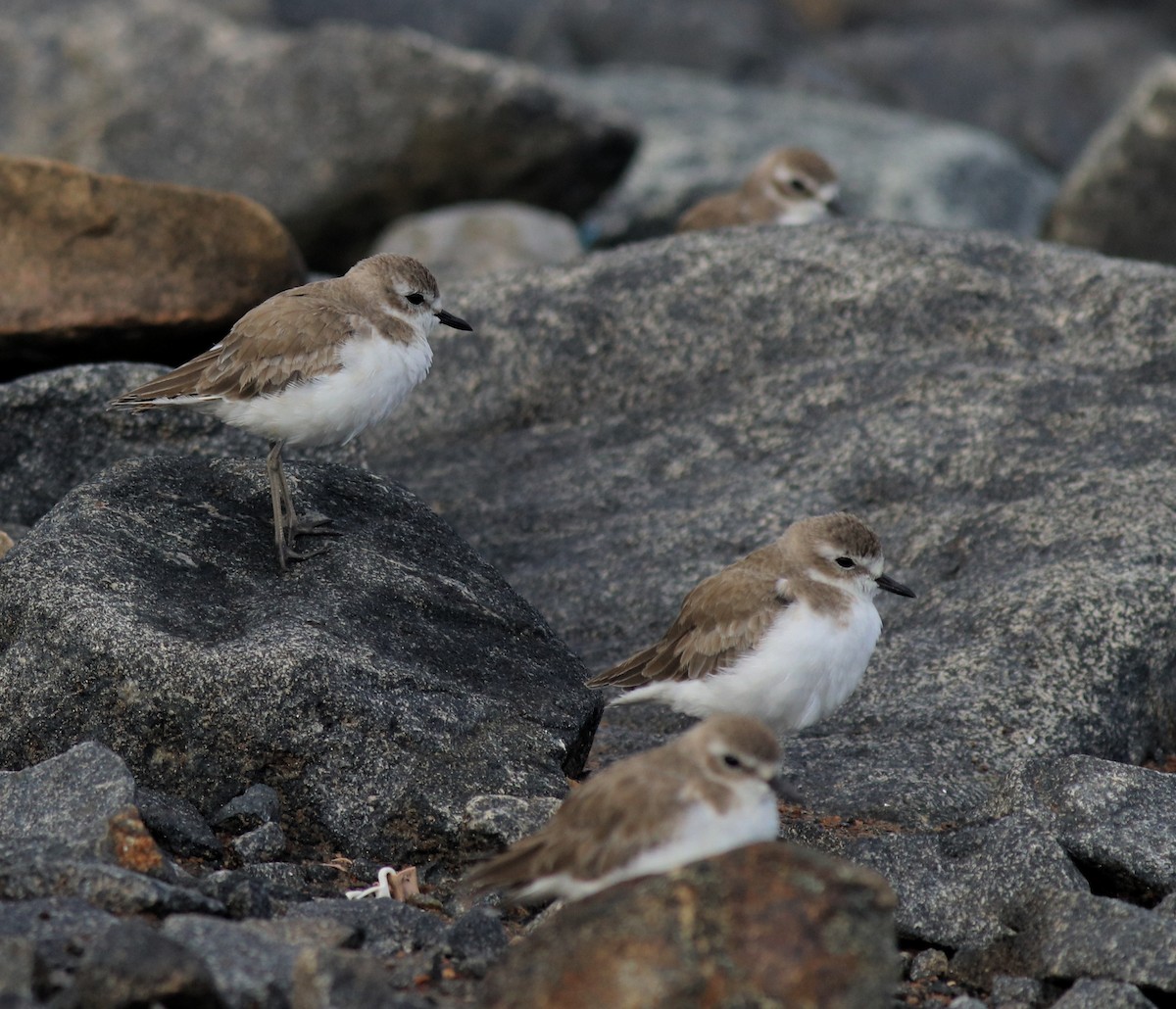 Tibetan Sand-Plover - ML644997101