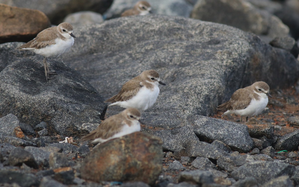 Tibetan Sand-Plover - ML644997103