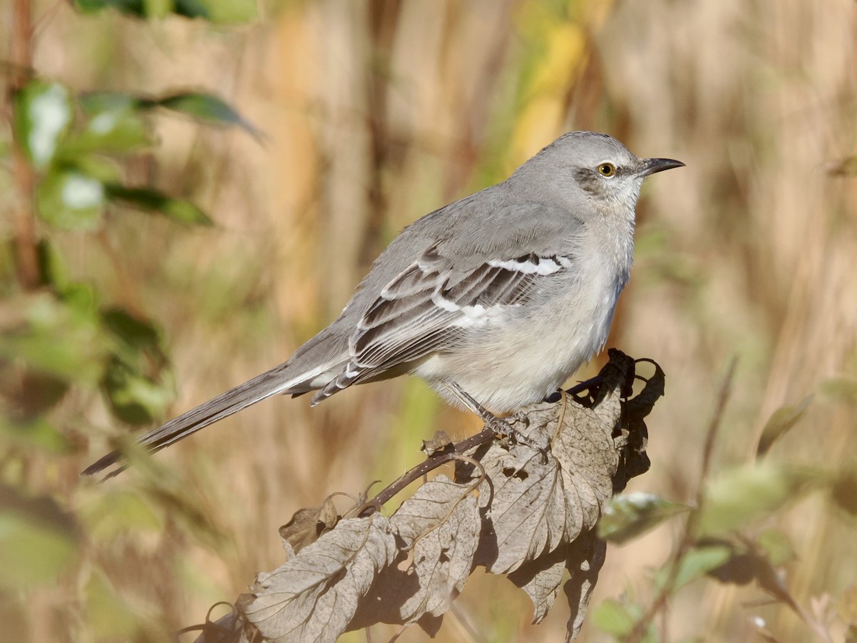 Northern Mockingbird - ML644997106