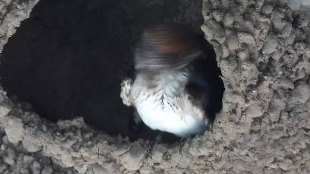 Ясківка індійська - ML644997107