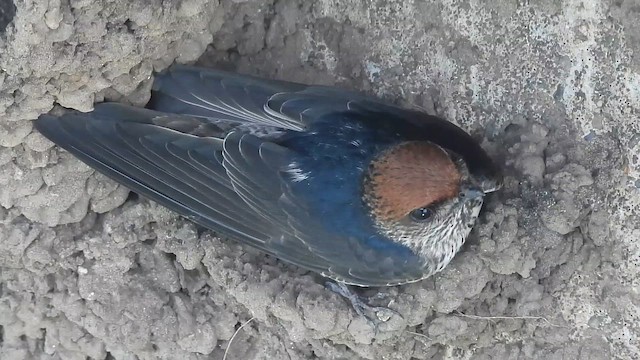 Ясківка індійська - ML644997110