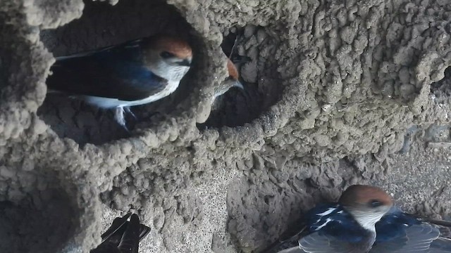 Ясківка індійська - ML644997111