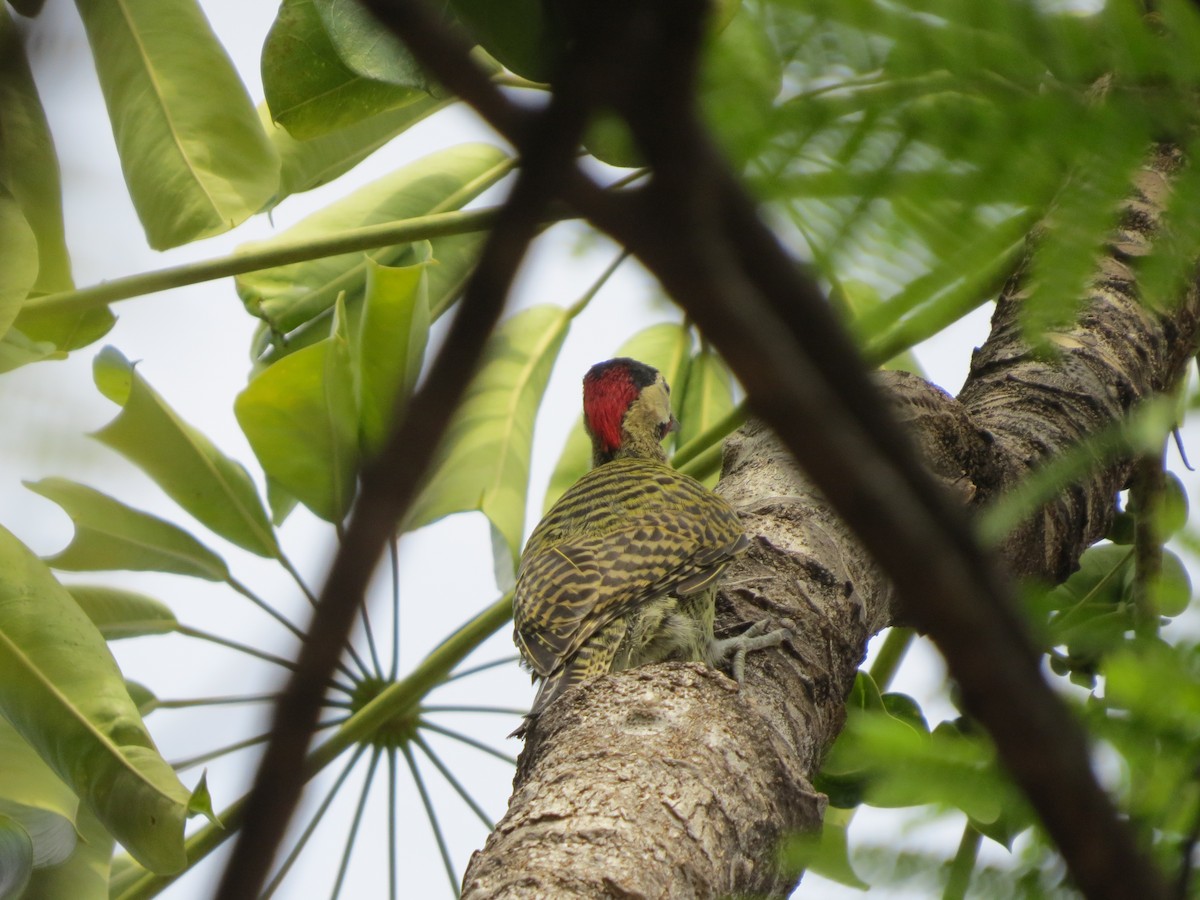 Декол плямистоволий - ML644997114