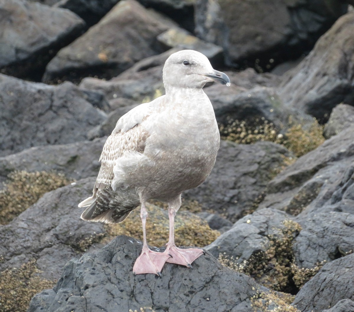 Glaucous-winged Gull - ML644997117