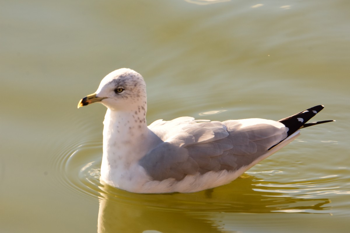 Ring-billed Gull - ML644997135
